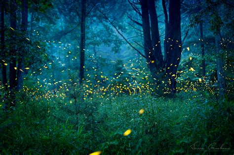 Fireflies In The Forest