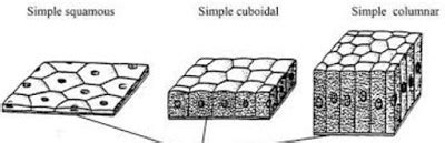 Epithelial Tissue - Class 9, Tissues