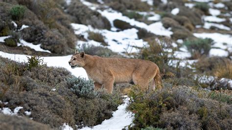 Puma walking in mountain environment, Torres del Paine National Park ...