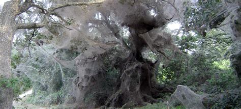 Thousands of spiders worked together to build this giant communal web