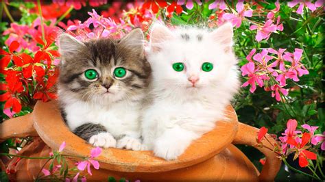 Download Beautiful Cats Picture | Wallpapers.com