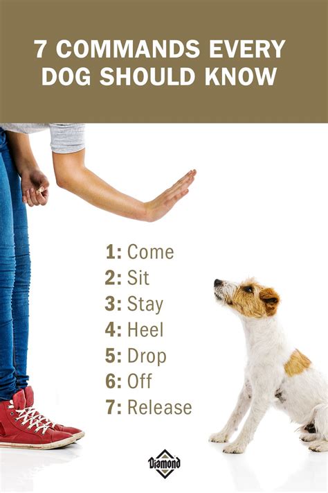 dog training commands list Ultimate dog training commands list (common ...