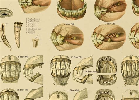 Horse Teeth Eruption Chart