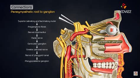 Cranial Nerve Ganglion Chart