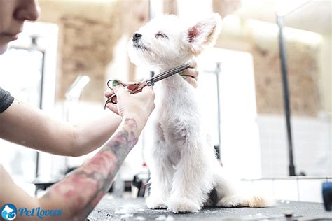 Matted Dog Hair: What To Do - PetLovers