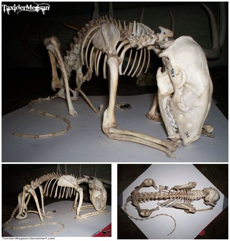 Articulated Male Raccoon Skeleton -TaxiderMegsan- by TaxiderMegsan on ...