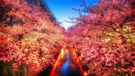 Japanese Cherry Blossom Wallpaper 4k - Sakura Japon Japanese Pantalla ...