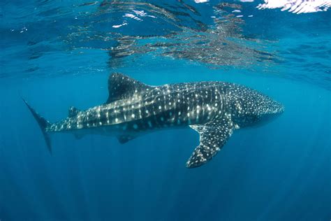 Western Australia Marine Parks - Australian Marine Conservation Society