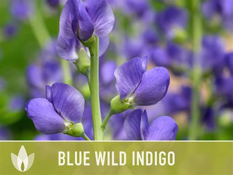 Blue Wild Indigo Flower Seeds, Heirloom, Native, Flower Seeds - Etsy