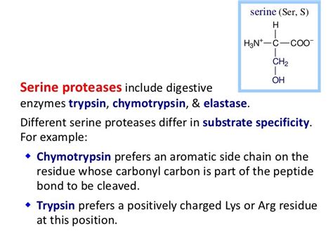 Serine proteases