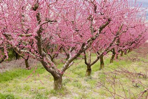 Prunus persica (Peach)