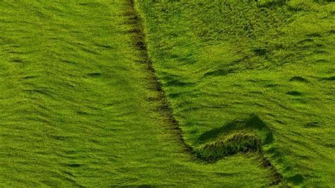 Premium Photo | Aerial view of green rice field texture background rice ...