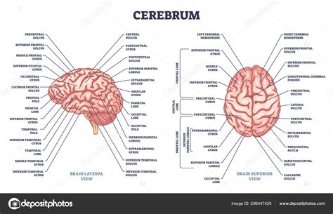 Cerebrum Structure Human Brain Sections Parts Anatomy Outline Diagram ...