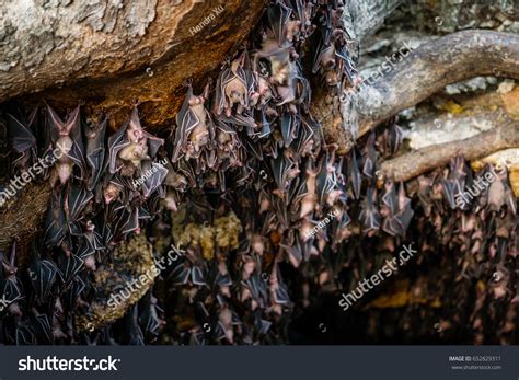 9,918 Bat Cave Images, Stock Photos & Vectors | Shutterstock