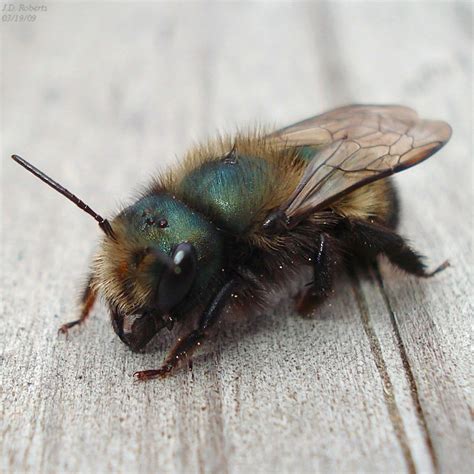 Canadian Wildlife Federation: Mason Bee