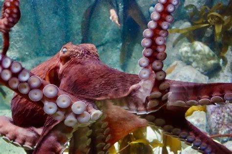 Giant Pacific Octopus Found Off the Coast Near Newport