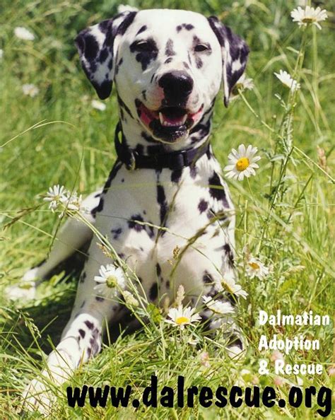 Dalmatian Adoption and Rescue