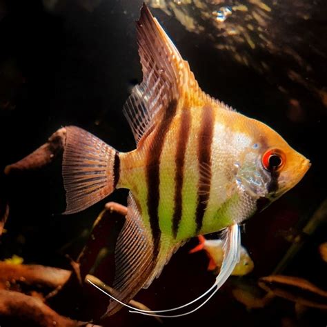 12 Of The Best Freshwater Angelfish Tank Mates [Huge List]