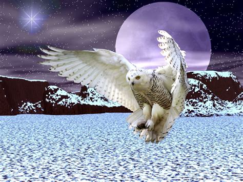 Snowy Owls Rare Migration Further South Remains Mystery | Owl wallpaper ...