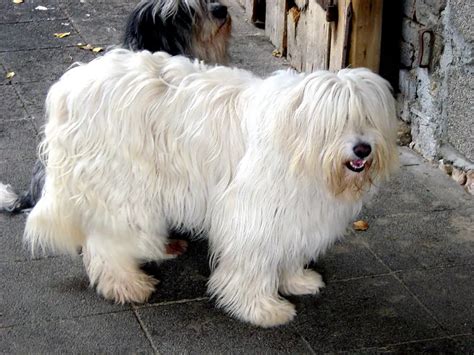 Polish Lowland Sheepdog - Polish Lowland Sheepdog - Dog Breeds