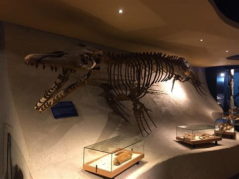 This Mosasaurus skeleton in the Nature, history and science museum. : r ...