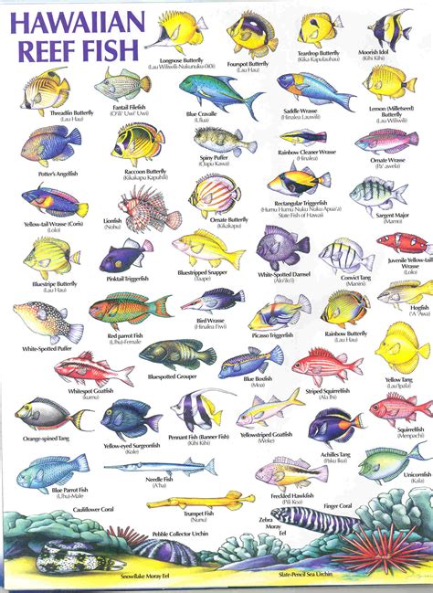 HAWAIIAN REEF FISH GUIDE