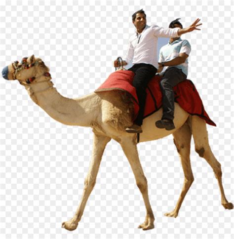 Camel Ride Casela Mauritius - Desert Safari Camel Ride PNG Transparent ...