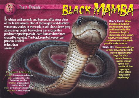 Image - Black Mamba front.jpg | Wierd N'wild Creatures Wiki | Fandom ...