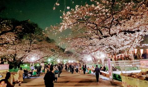 Ueno Cherry Blossom Festival, Mid Mar–Early Apr, 2024 | Tokyo Cheapo