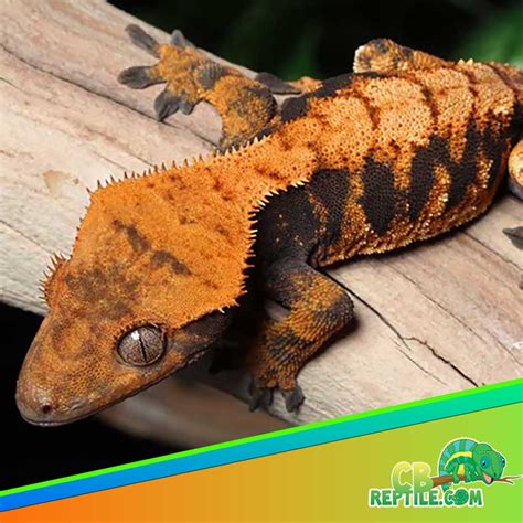 halloween crested gecko cost - Archives- CB Reptile | Geckos for sale ...