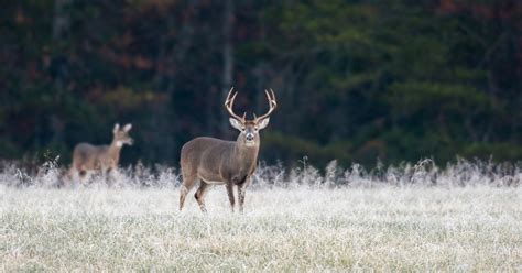 10 white-tail deer hunting spots in Quebec and Ontario| SAIL Blog