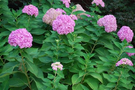 Changing Bigleaf Hydrangea Flower Color | What Grows There :: Hugh ...