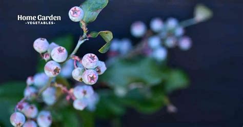 List Of Blueberry Highbush Varieties - Home Garden Vegetables