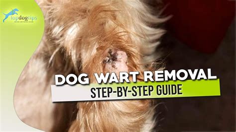 Dog Wart Removal Step by Step Guide – HousePetsCare.com