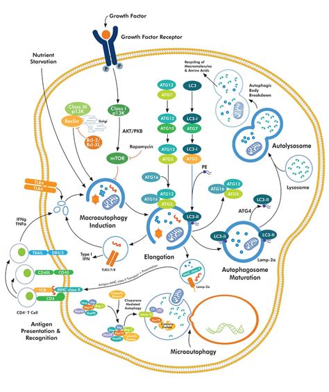 Autophagy Pathway: Novus Biologicals