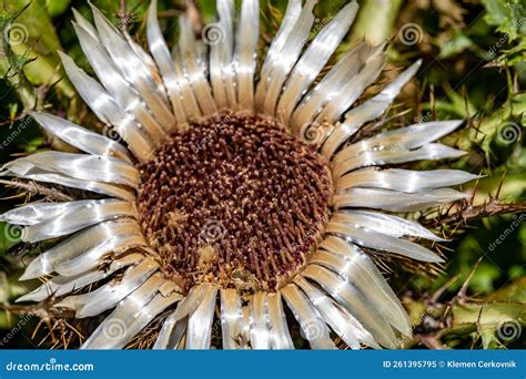 Carlina Acaulis Flower Growing in Meadow Stock Image - Image of forest ...