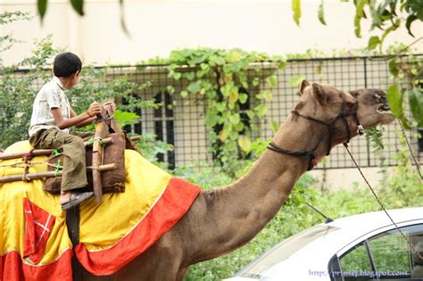 Prime Photos: Camel Ride