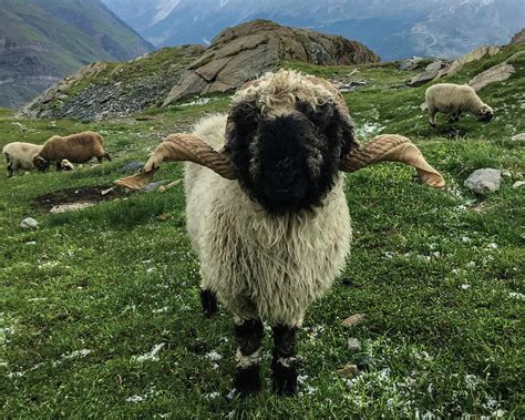 Valais Blacknose Sheep in Swiss Alps, Switzerland Photograph by Pak ...