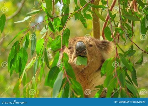 Koala eating eucalyptus stock image. Image of mammal - 169228539