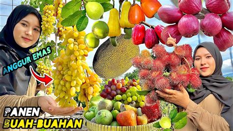 Petik buah-buahan segar | Panen buah dikebun - YouTube