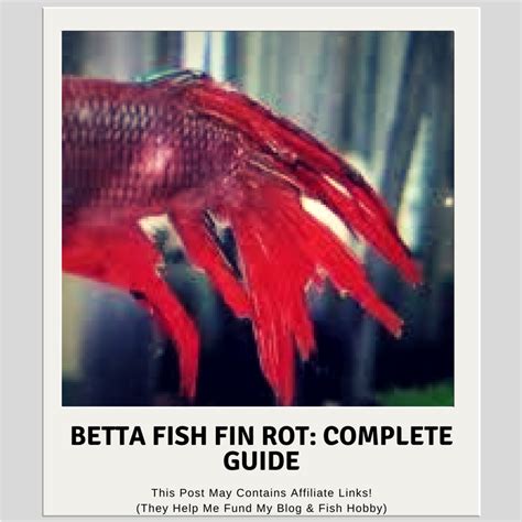 Betta Fish Fin Rot: Complete Guide – Aquatic Delights