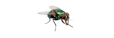 How To Get Rid of Blow Flies | DIY Blow Fly Control Products ...