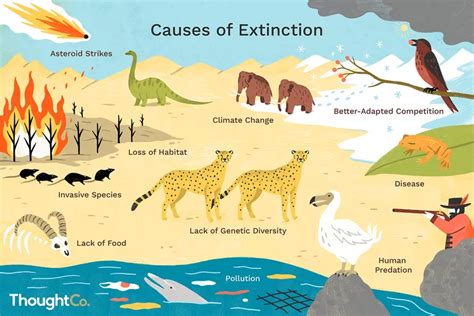 Extinction Of Rainforest Animals And Plants | RAINFOREST ANIMAL