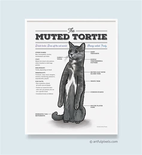 Tortie Cat Personality | ubicaciondepersonas.cdmx.gob.mx