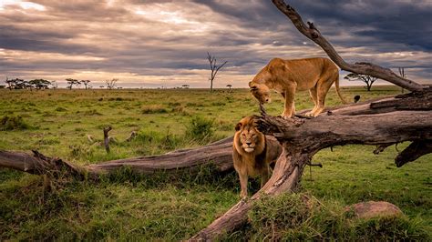 Wallpaper Lions Lioness Africa Nature Trunk tree Grass 1920x1080