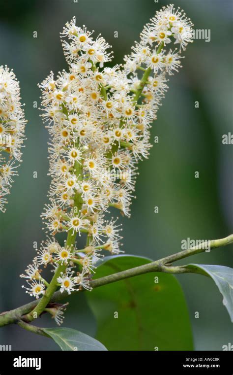 Bay Laurel flowers Laurus nobilis Stock Photo - Alamy