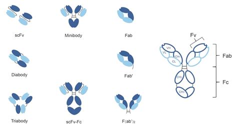 scFv antibody production-sdAb-fragment expression - BiologicsCorp