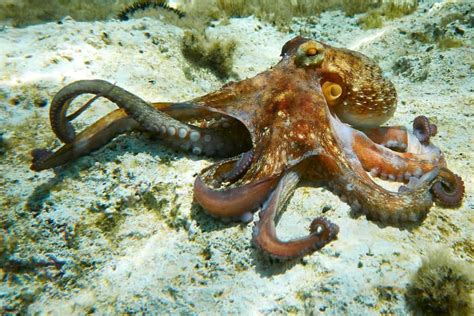 Octopus Symbolism: 26 Spiritual Meanings Of Octopus