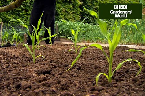 How to Plant Out Sweetcorn (Video) - BBC Gardeners' World Magazine