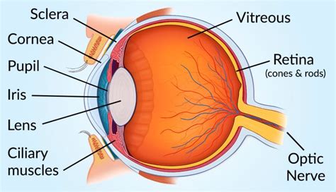 Anatomy Of The Eye Kaplan - The Anatomy Stories